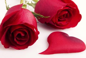 imagenes petalos de rosas